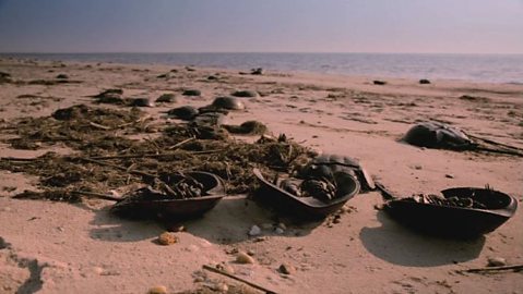 Horseshoe Crabs