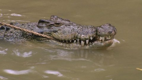 Crocodile