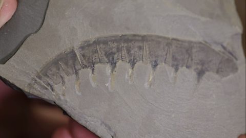 A fossil detective story