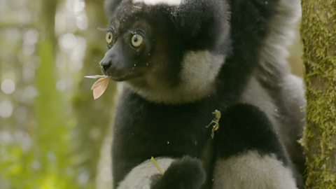 Leaf Connoisseur