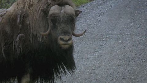 Ox