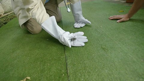 Europe's Largest Spider